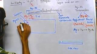 Immunoelectrophoresis [upl. by Caiaphas]