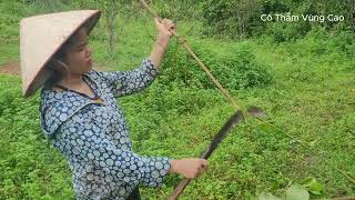 One morning I went to pick pineapples in the countryside and worked on my vegetable garden [upl. by Yancey882]