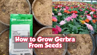 How To Grow Gerbera From Seeds For Free  FULL INFORMATION [upl. by Llehcram]