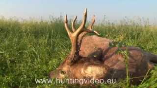 Roe Buck Hunting in Hungary TarhosBékés HD [upl. by Aicirtel58]