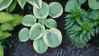 How to Grow Hostas from Seed [upl. by Diskin706]