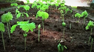 How to grow a forest in your backyard  Shubhendu Sharma [upl. by Ailaham291]