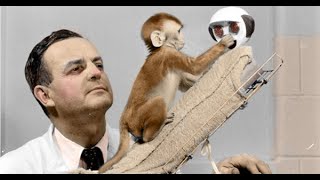 Harry Harlows Cloth Mom gone Psycho Evil Mothers rhesus monkey experiment [upl. by Tristan]