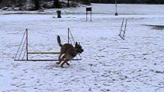 agility with laekenois part 5 [upl. by Bernt929]