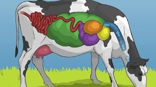 Mobile Dairy Classroom Learn About Cattle Eating Habits and Cow Digestion Grades K3 [upl. by Bever640]