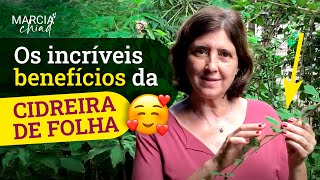 SAIBA PARA QUE SERVE A ERVA CIDREIRA DE FOLHA E OS BENEFÍCIOS PARA SUA SAÚDE  Marcia Chiad [upl. by Ajiak362]