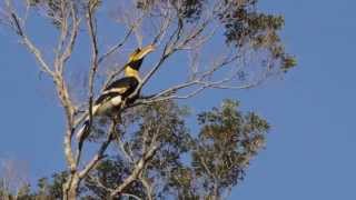 What does a great hornbill sound like [upl. by Cheslie]