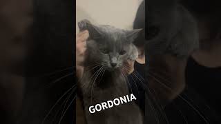 GORDONIA [upl. by Melnick]