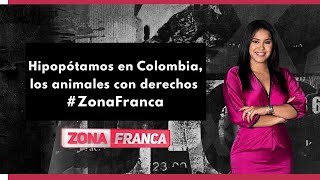 Hipopótamos en Colombia los animales con derechos  Zona Franca [upl. by Beker]