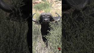 Buffalo in the thick bush Kalahari [upl. by Edme]