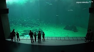 NORDSOENOCEANARIUM HirtshalsDaenemark [upl. by Aseen946]