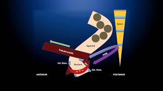 Anatomy Physiology and Evaluation of Anorectal Disorders [upl. by Mikel]