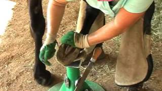 Intro to hoof trimming for the horse owner Part 2 of 3 [upl. by Morita]