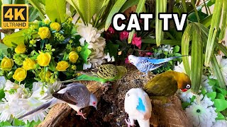 The Ultimate Videos of Birds🐦 for Cats To Watch Cat TV🐱 [upl. by Noman]