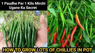 How To Grow Chillies At Home  1kg Chillies Per Plant New Secret Trick  Seed To Harvest Updates [upl. by Euqinotna]