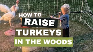 Raising Meat Turkeys in the Woods [upl. by Eixirt]