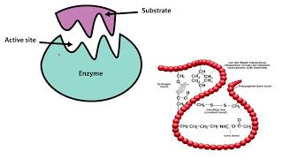 Enzymes AQA A Level Biology [upl. by Blanding]