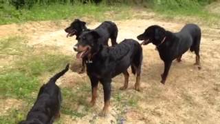 Ma petite meute de Beauceron [upl. by Enilorak262]