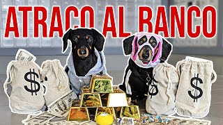 ¡Crusoe amp Oakley dos divertidos perros salchicha roban el banco [upl. by Starinsky984]