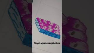 Simple squamous epithelium tissue diagram reels viralshort youtubeshorts trending study [upl. by Eanehs214]