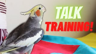 Unlocking the Secrets of Teaching Your Cockatiel to Speak [upl. by Winfrid]