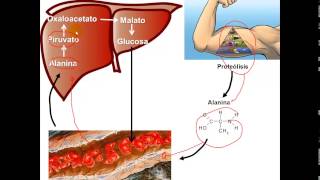 Gluconeogenesis [upl. by Basil]