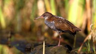 Wasserralle Rallus aquaticus [upl. by Otrebilif769]