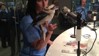 Kookaburra sings for WTOP [upl. by Samale]