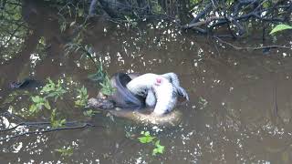 Caiman vs Anaconda caiman anaconda rainforest reptiles viralvideo rainforest [upl. by Fayth]