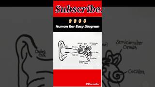 Draw Ear Easy diagram howtodraw art drawing pencildrawing sketch viralshort [upl. by Am193]