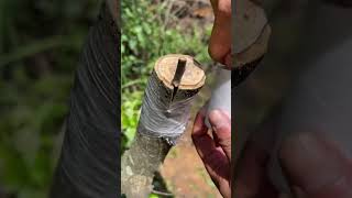 Easy Grafting Techniques 🪴 graftingskills treehouse grafting plantlover shorts nature [upl. by Illil]