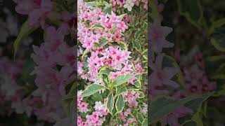 my perennial weigela pink [upl. by Dekeles]