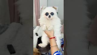 🐶FUNNY DOGS🐶 Perritos Graciosos 😂versión POMERANIAN dog funnyanimals pomeranian [upl. by Lotsyrk]