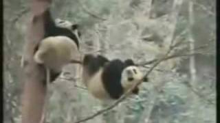 Panda Falling Out Of Tree  Funny Videos Do not watch if retarded [upl. by Gaspar560]