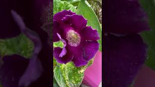 Violacea gloxinia viola Sinningia speciosa in bloom 💟🌌🌓 flower viola flores bloom purple [upl. by Macgregor464]