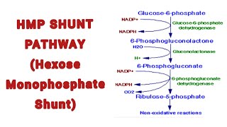 Hexose Monophosphate Shunt HMP Shunt Overview Pathway and its significance [upl. by Templer]