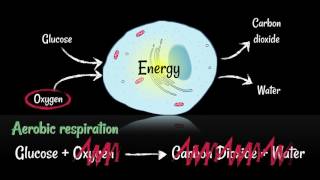 Respiration Aerobic vs Anaerobic [upl. by Thad454]