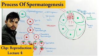 Spermatogenesis  How sperm cells are produced [upl. by Acined]