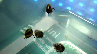 Horned Nerite Snails quotwalkingquot beneath the water surface [upl. by Heim]