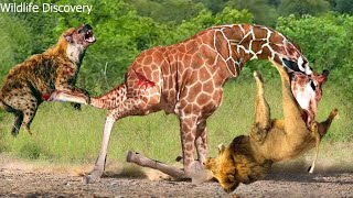 Mothering Instincts Mother Giraffe Defeats And Destroy Lion Hyenas To Save Her Calf [upl. by Eibob]