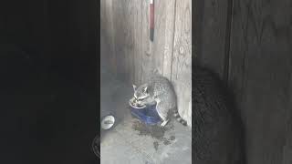 Trash panda getting a free meal shortsfeed shorts trashpanda [upl. by Eerolam]