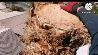 Tala de palmera Washingtonia 20 mts Alta y peligrosa 😱🌴🌬️😰  2 parte Maipú chile 👊😎🇨🇱 [upl. by Adora]