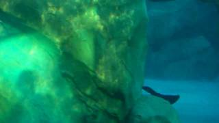 COMMERSONS DOLPHINS AT SEAWORLD AQUATICA WATER PARK ORLANDO FLORIDA [upl. by Garmaise]