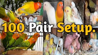 100 Pair Setup All parrots Available  PICAVIARY 2023 AlbinocreminoDecinoPastal Blue [upl. by Sulihpoeht]