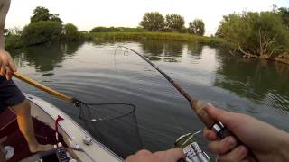 Almost Record Bowfin [upl. by Adlare]