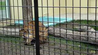 釧路動物園 タイガが立った☆ [upl. by Annayehc]