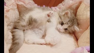 天使のかわいさ！生後２ヶ月の子猫がうちにきました！【子猫のいろは】 [upl. by Spillihp]