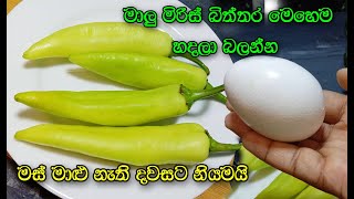 මාලු මිරිස් කන්න පුලුවන් රසම විදිහ  malu miris recipe sinhala  capsicum recipe sinhala [upl. by Lodmilla]