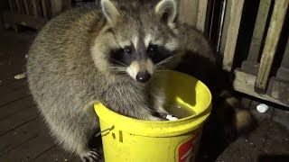 Nov 9th Thursday Night with the Raccoons and Jims Great Medical News [upl. by Horsey]