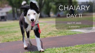 CDMX Border Collie puppy diary Parque las Américas and Emis Café Day 11 April 17 2023 [upl. by Jabe]